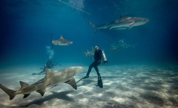 Comment planifier une aventure de plongée avec les requins aux Bahamas?