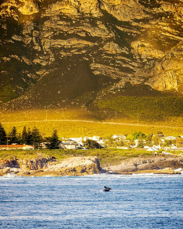 Où trouver des excursions de whale-watching à prix abordable en Islande?